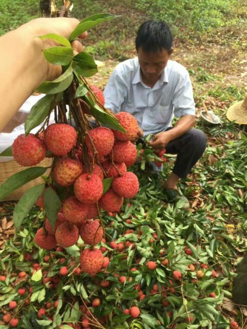 糯米糍荔枝2cm以上