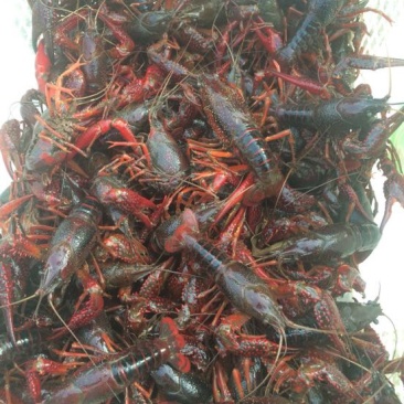 龙虾人工养殖