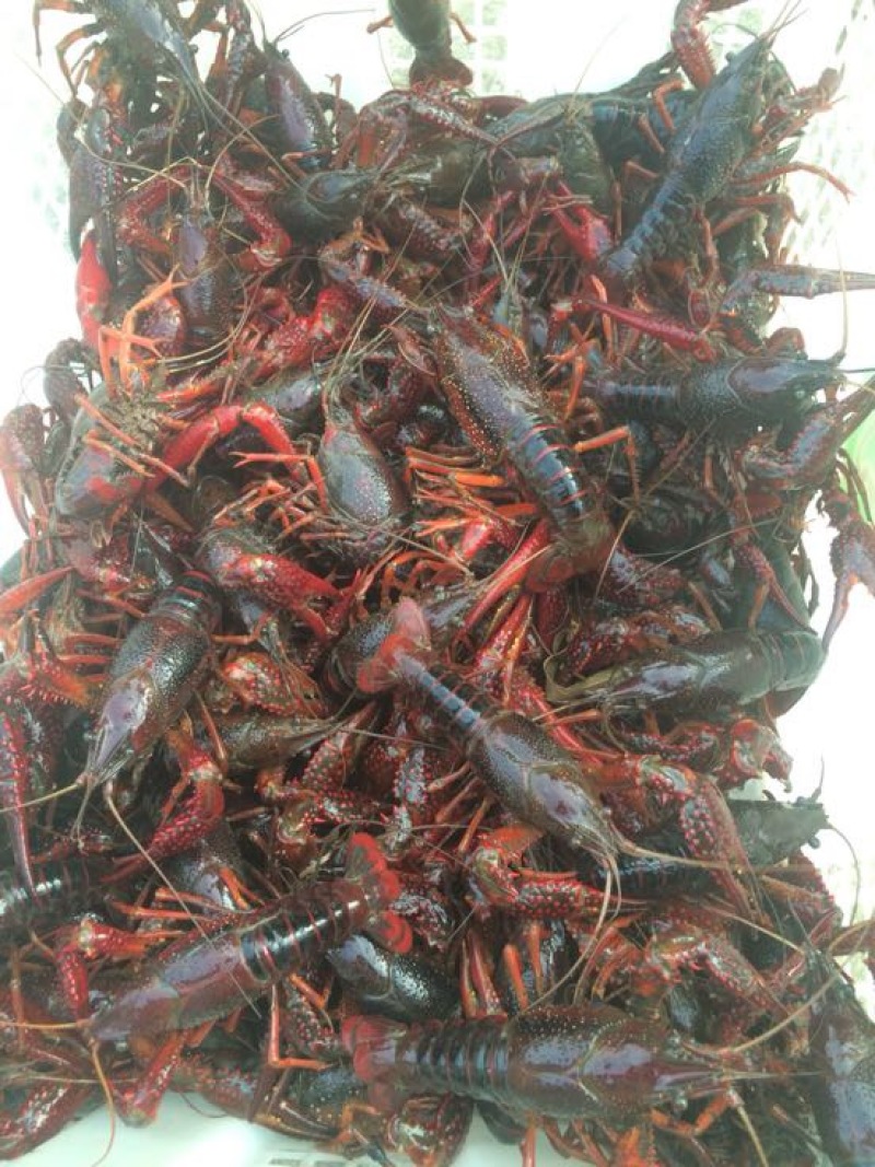 龙虾人工养殖