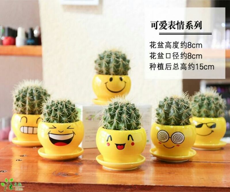 仙人球都带花盆，送营养土
