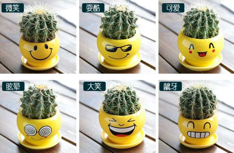 仙人球都带花盆，送营养土