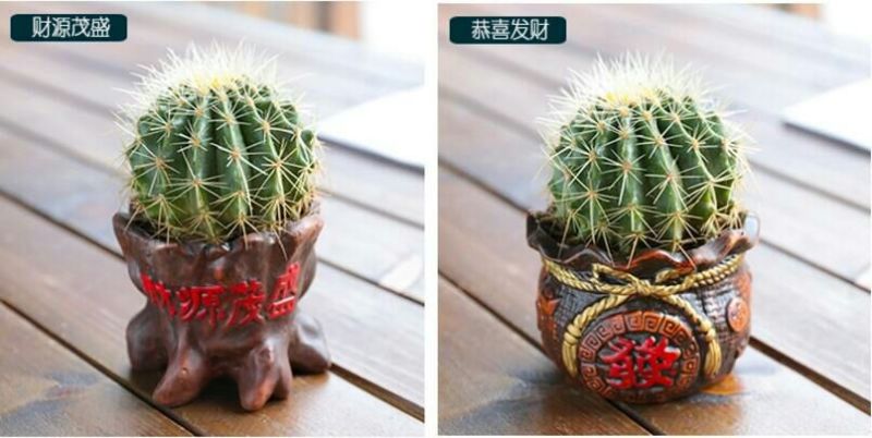 仙人球都带花盆，送营养土
