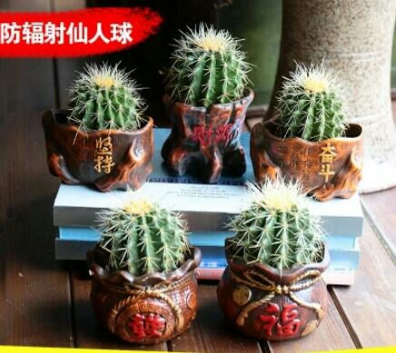 仙人球都带花盆，送营养土