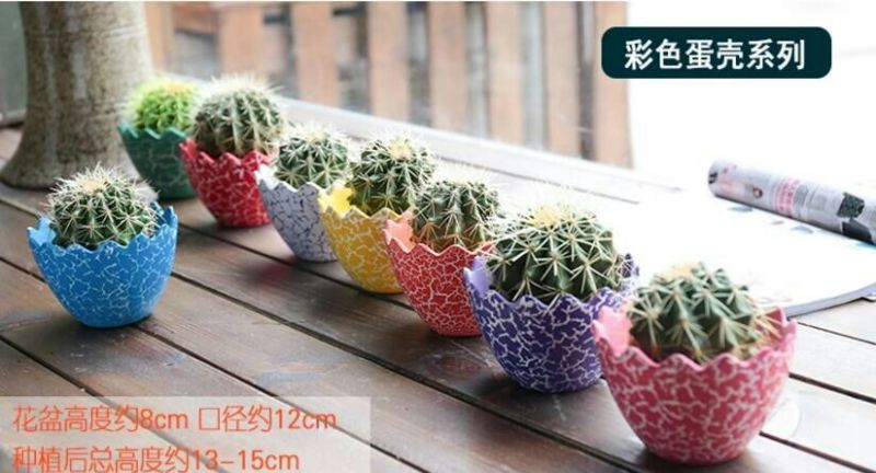 仙人球都带花盆，送营养土