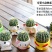 仙人球都带花盆，送营养土