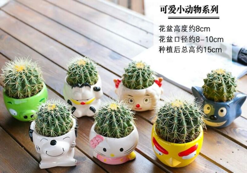 仙人球都带花盆，送营养土