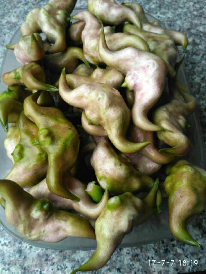 脱皮老菱角家菱产地直销脱皮菱角（菱角种子提前预约）