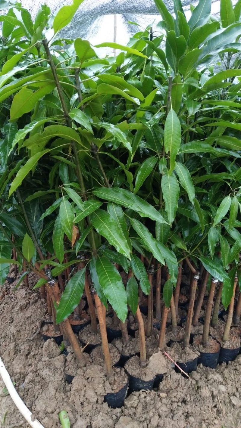 金煌芒树苗1m以下