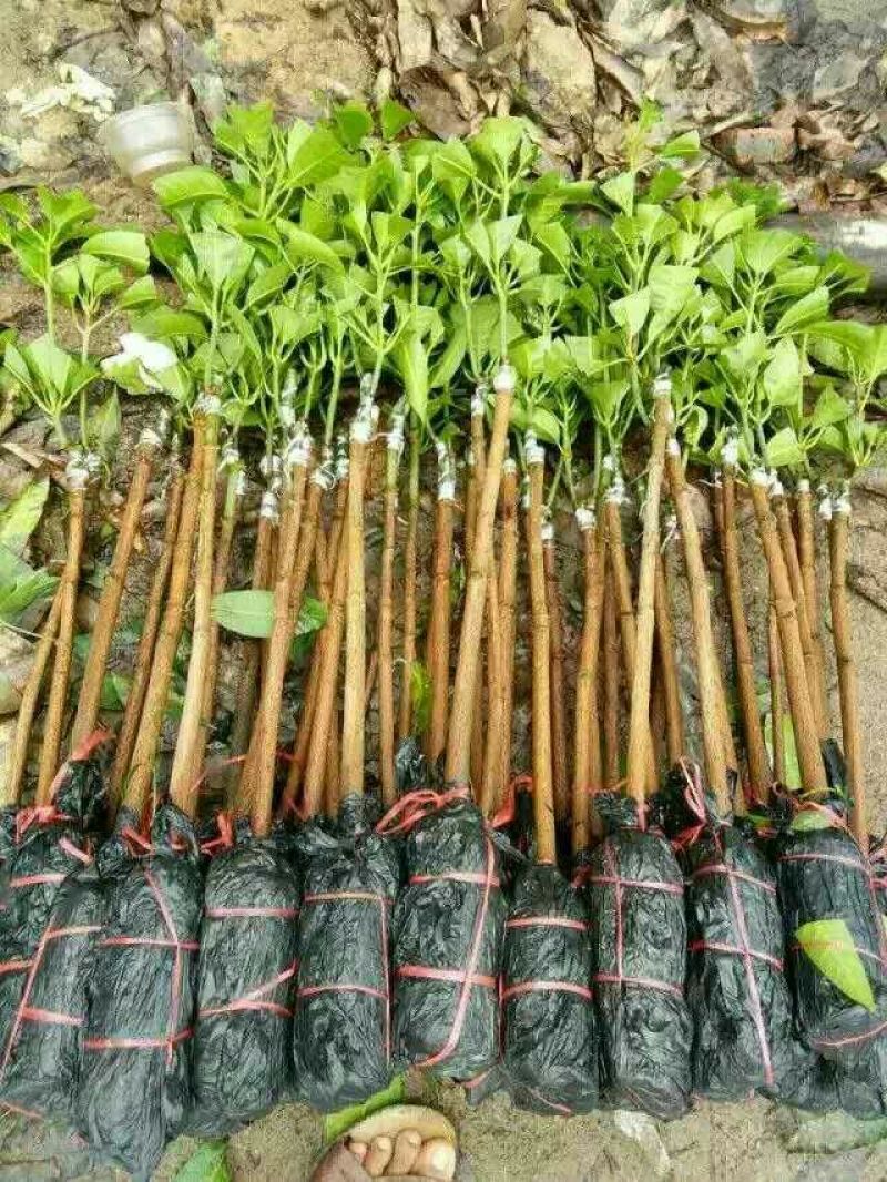 金煌芒树苗1m以下