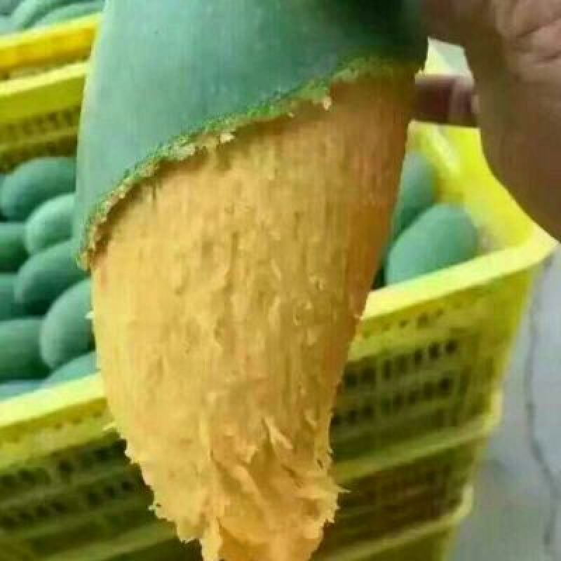 金煌芒树苗1m以下