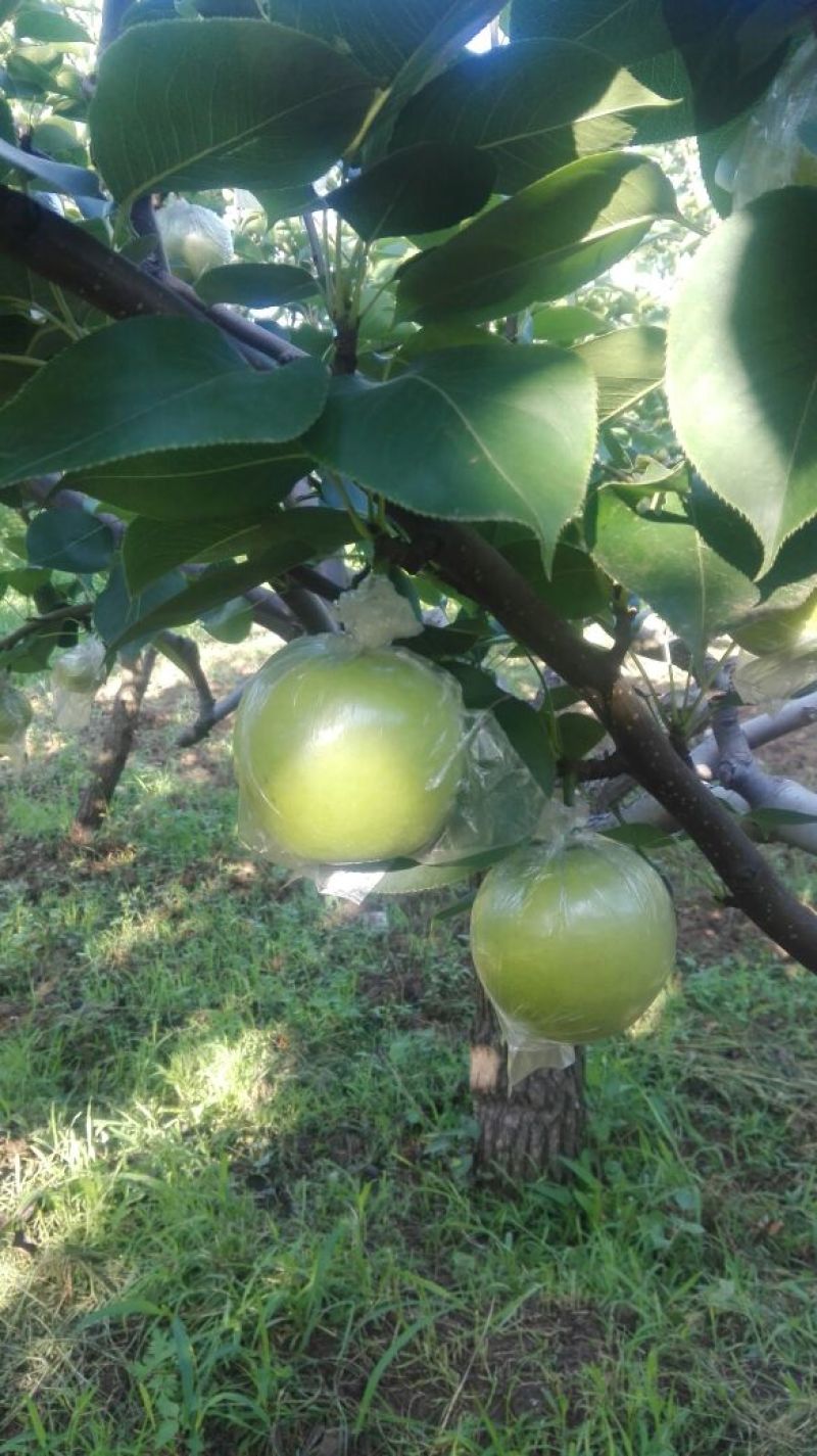 皇冠梨青皮光果膜袋皇冠梨纸袋皇冠梨产地直供