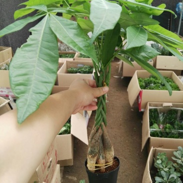 发财树带盆栽好