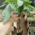 发财树带盆栽好