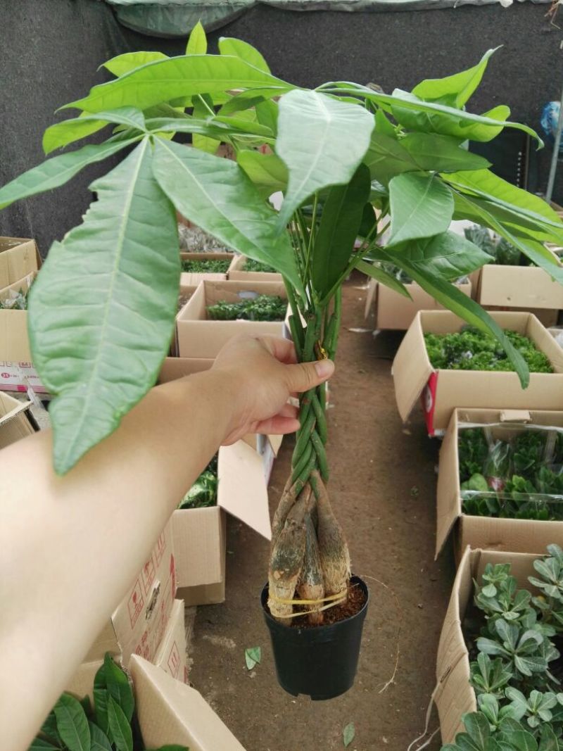 发财树带盆栽好