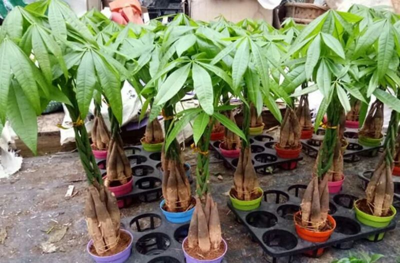 发财树带盆栽好