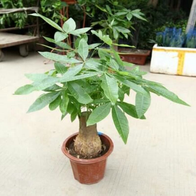 发财树带盆栽好