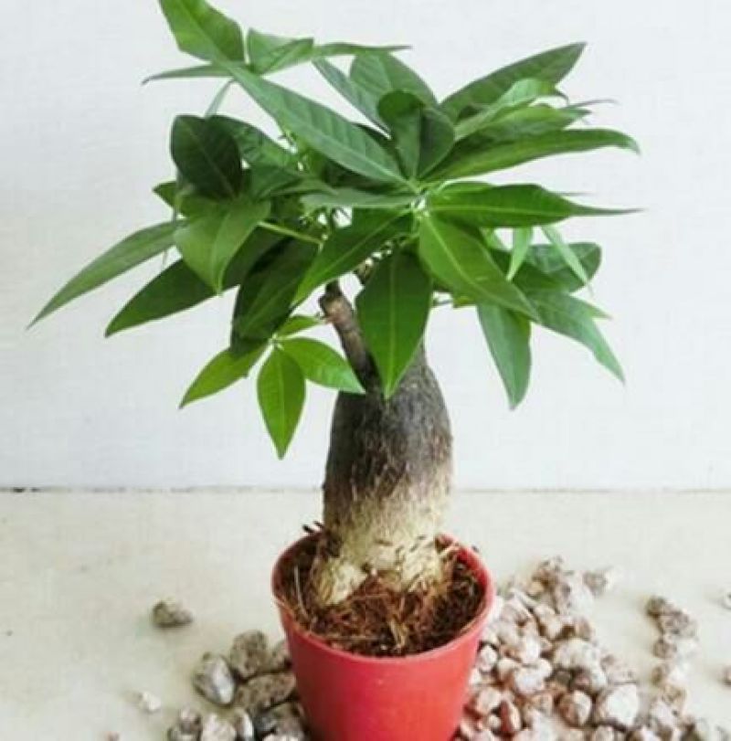 发财树带盆栽好