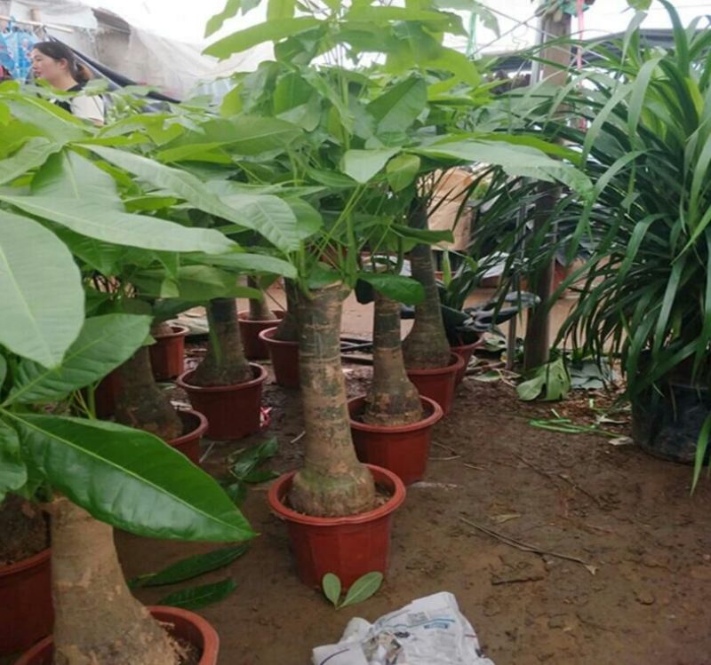 发财树带盆栽好