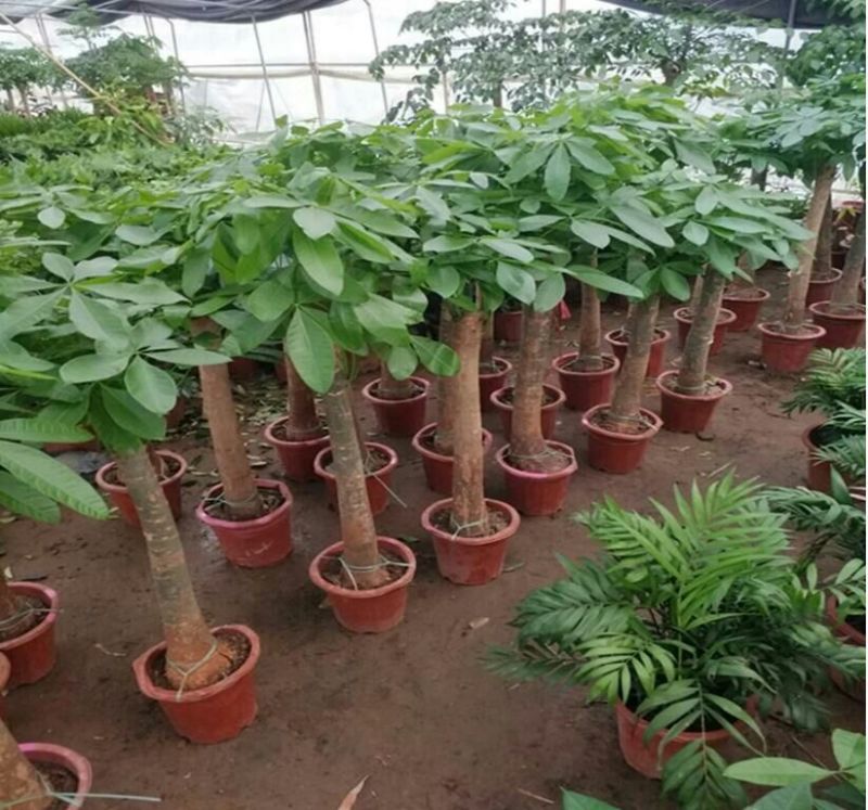 发财树带盆栽好