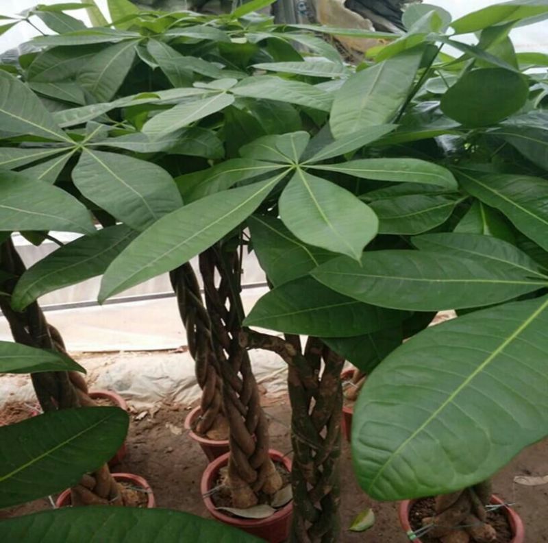 发财树带盆栽好