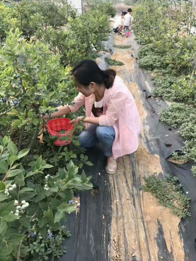 优质早熟蓝莓苗，L，L2，F16，H5，法新蓝，绿宝石，