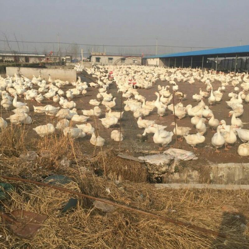 泰州白鹅鹅苗250g以下