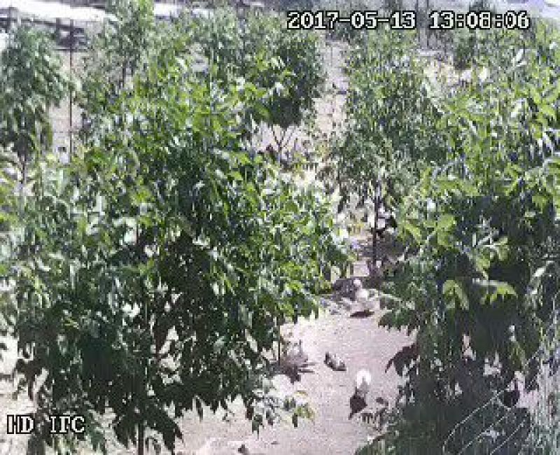 土鸡苗