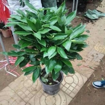平安树100~150cm