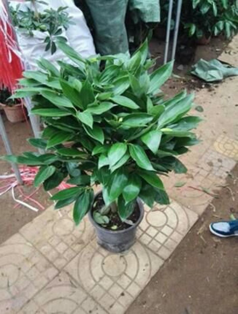 平安树100~150cm
