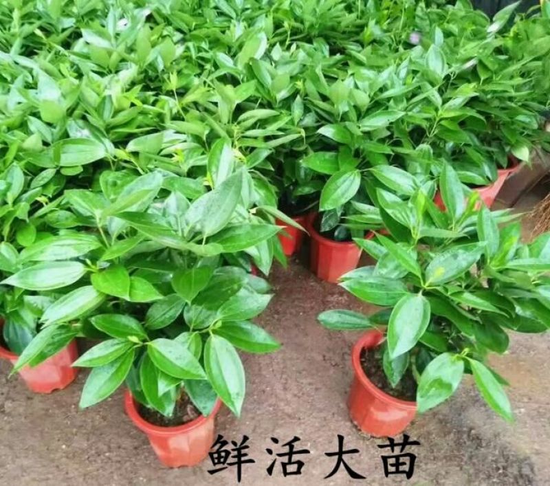 平安树100~150cm