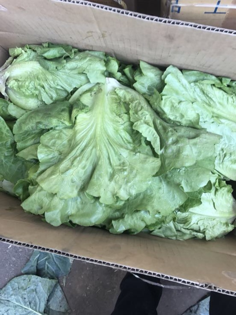 意大利生菜6两~7两