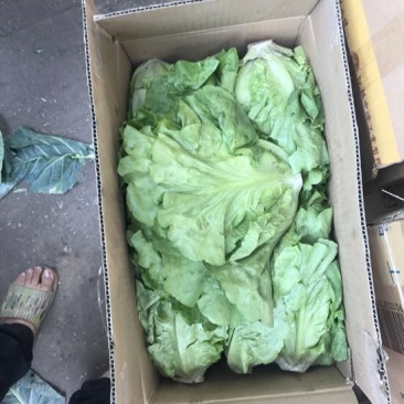 意大利生菜6两~7两
