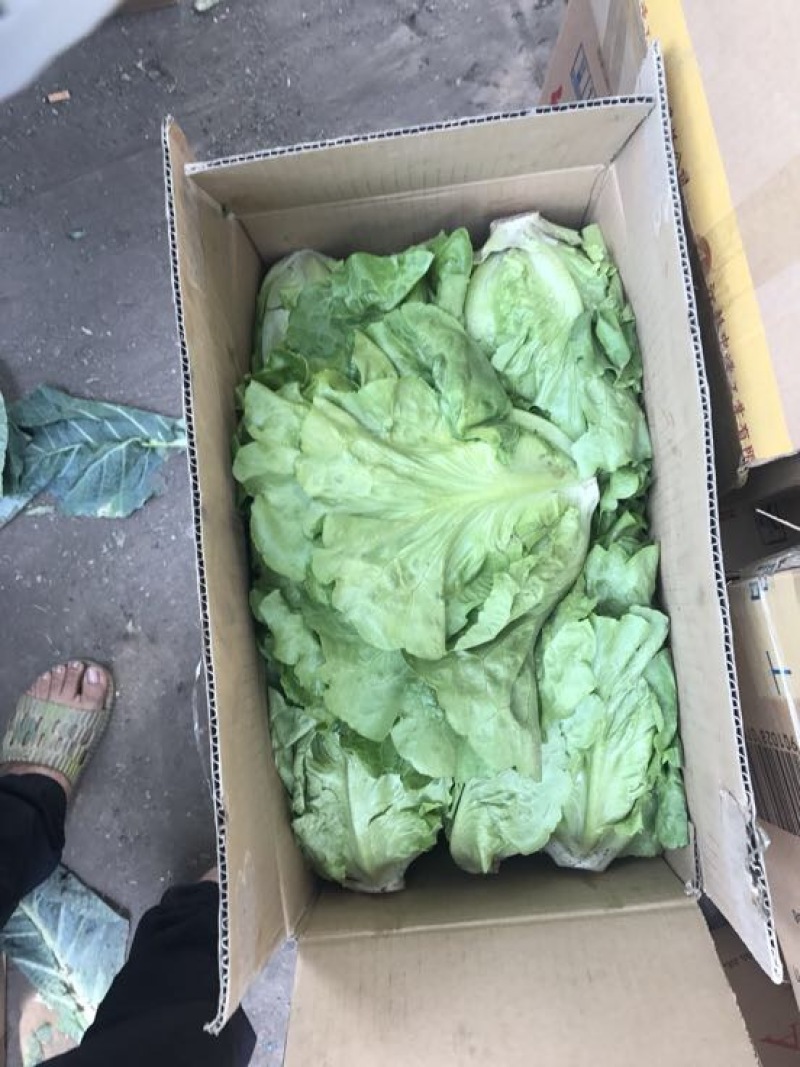意大利生菜6两~7两