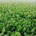 意大利生菜6两~7两