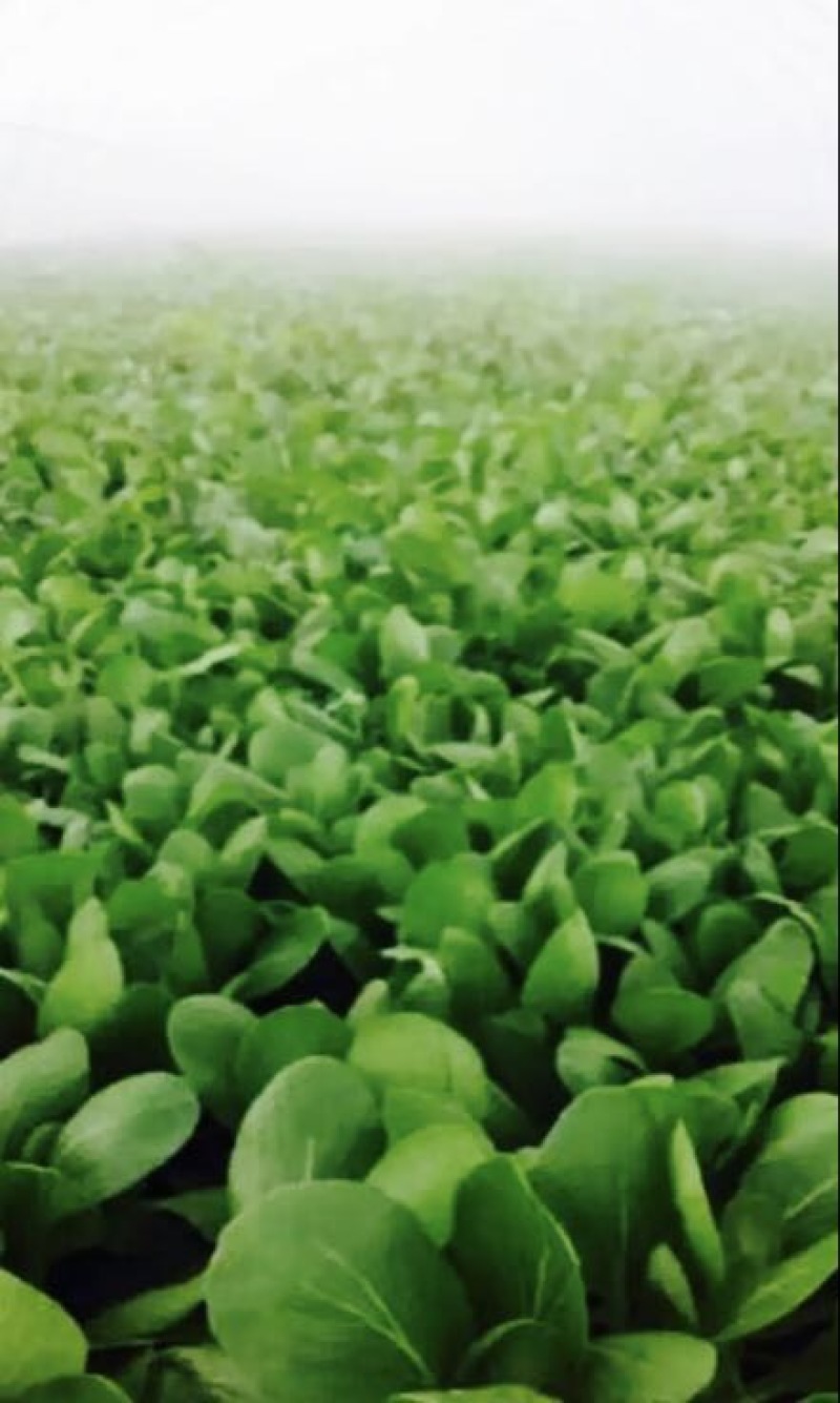 意大利生菜6两~7两