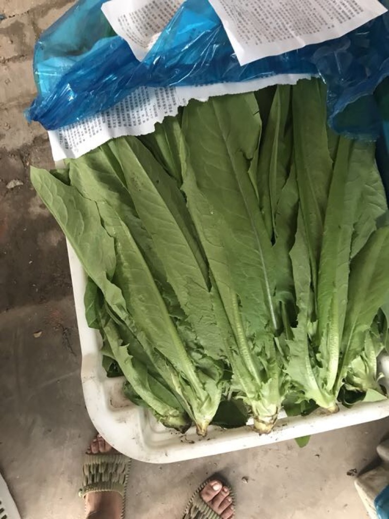 意大利生菜6两~7两