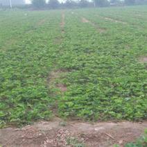 达赛莱克特草莓苗10~20cm现起现发基地直销