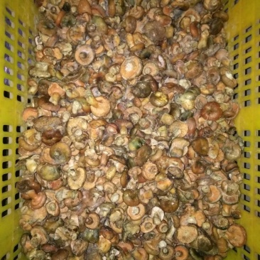 松蘑特级