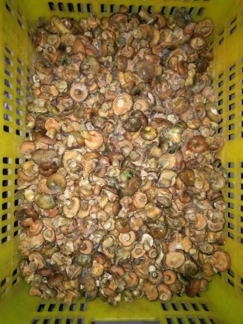 松蘑特级