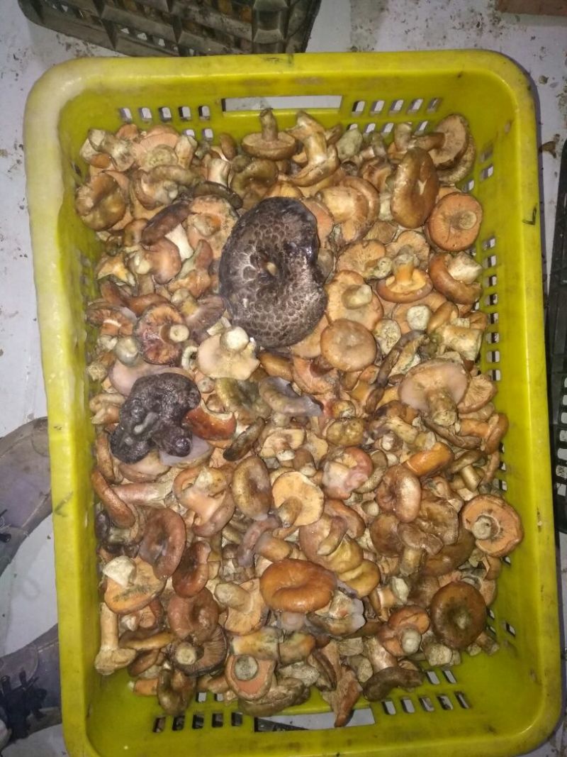 松蘑特级