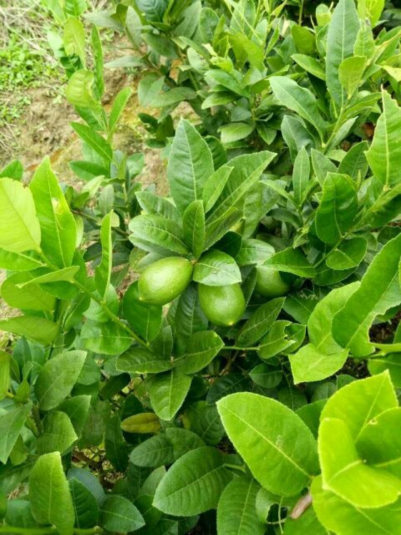 柠檬苗30~50cm
