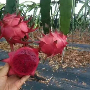 红心火龙果苗10~20种苗