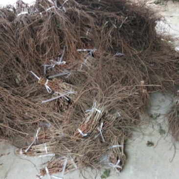 维多利亚葡萄苗保证纯度和质量保证成活率