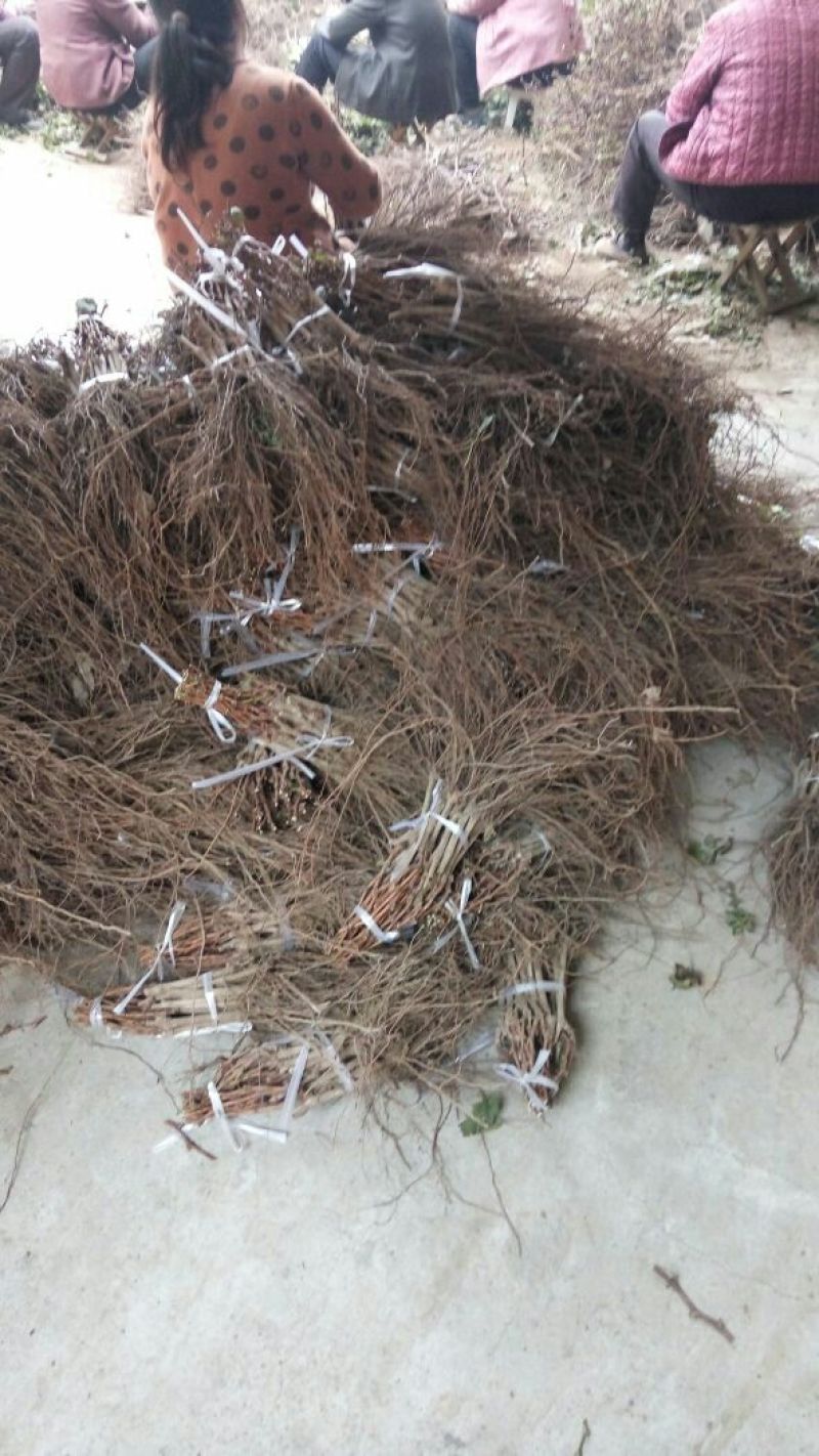 维多利亚葡萄苗保证纯度和质量保证成活率