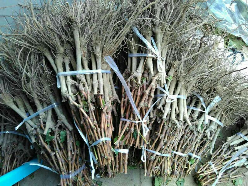 维多利亚葡萄苗保证纯度和质量保证成活率
