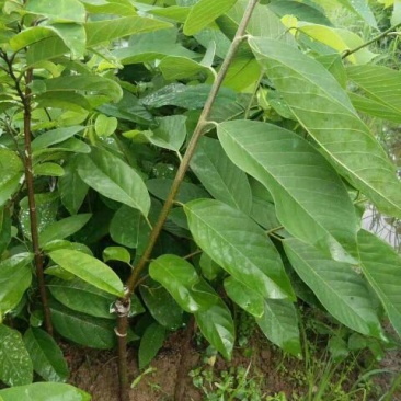 释迦苗30~50cm