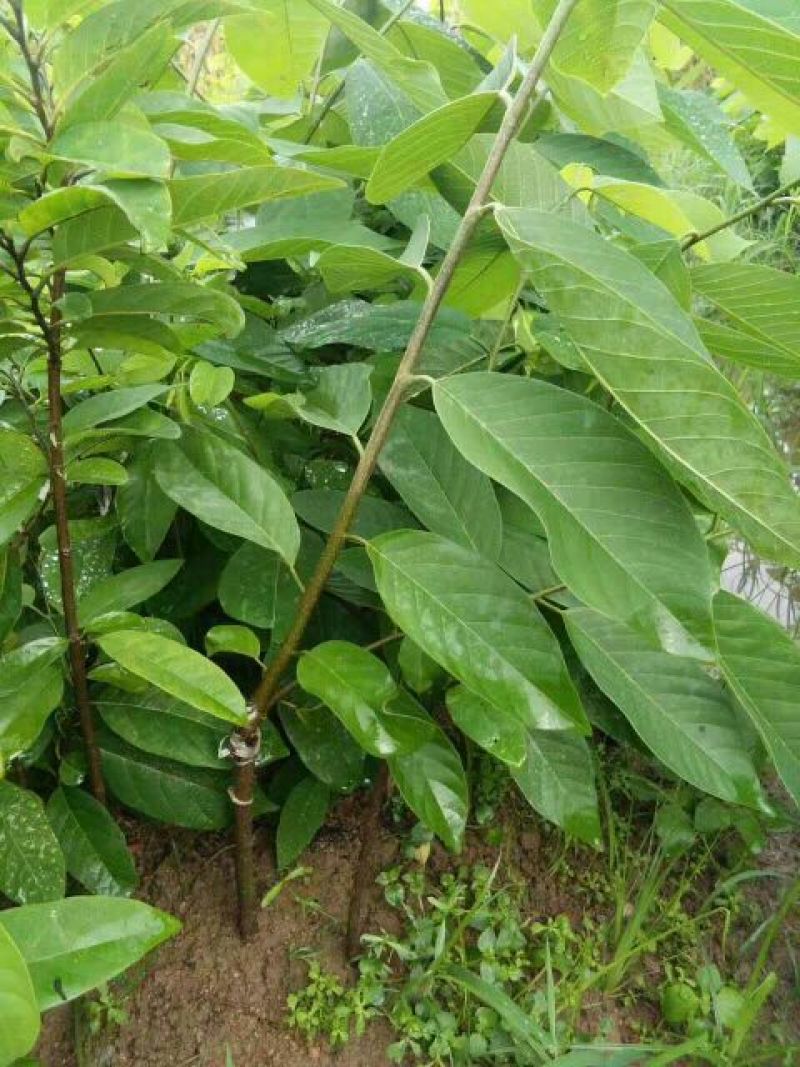 释迦苗30~50cm
