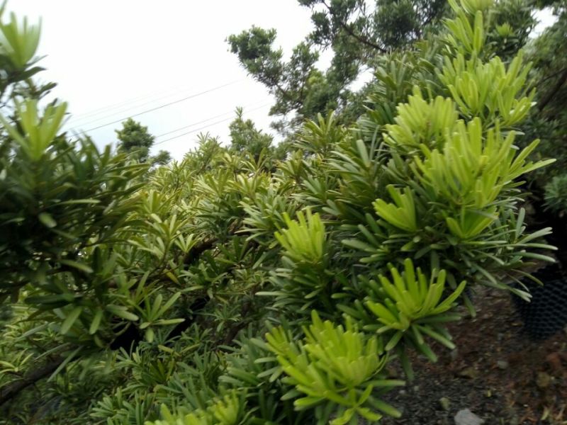 造型松14公分