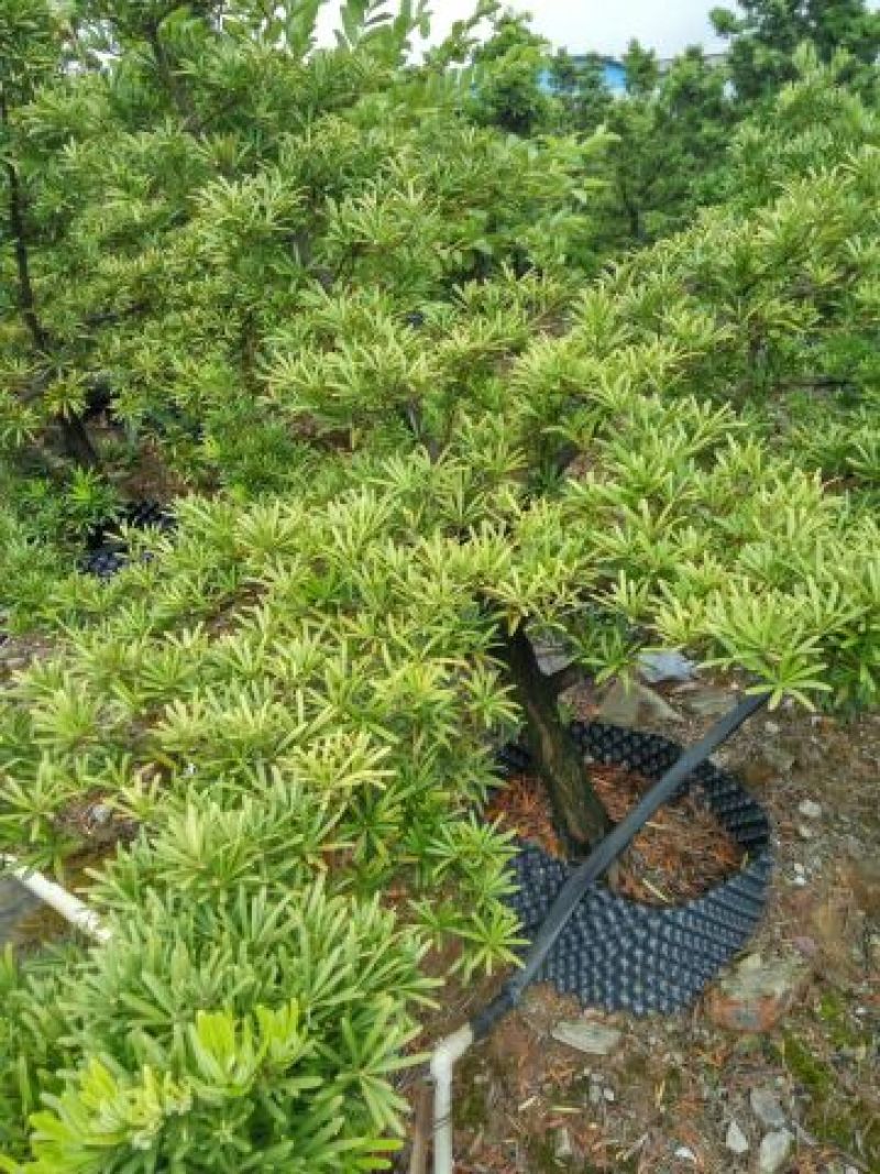 造型松14公分