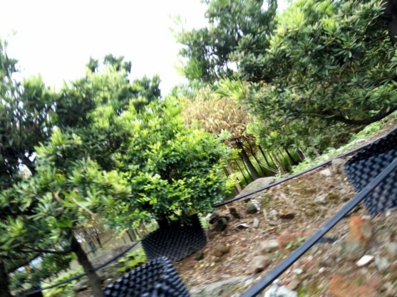 造型松14公分
